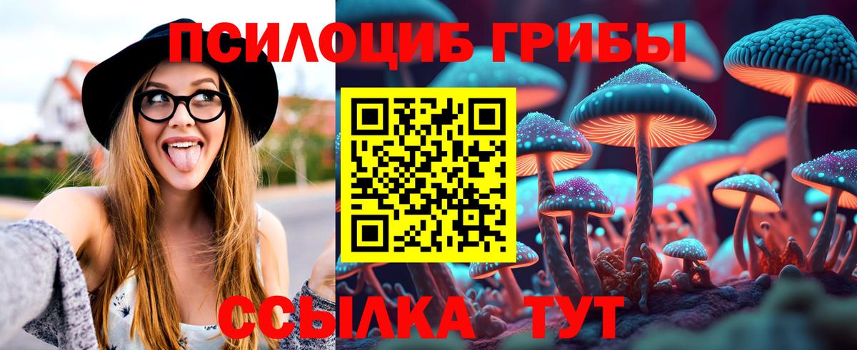 Галлюциногенные грибы Psilocybine cubensis Сальск